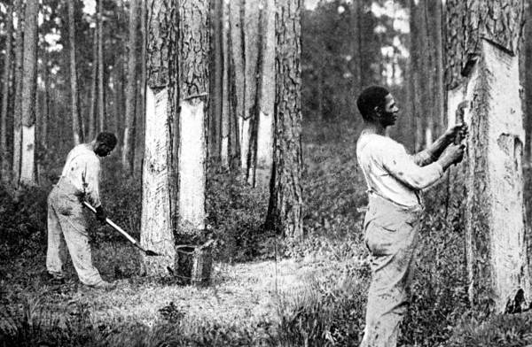 Turpentine workers dipping resin from a collection cup (left) and scraping