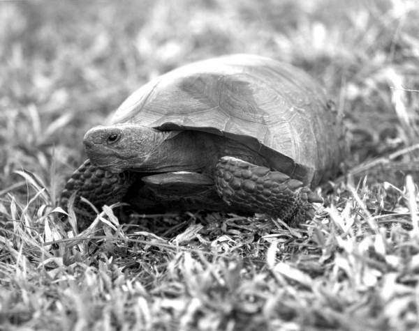 Gopher tortoise (circa 1980s).