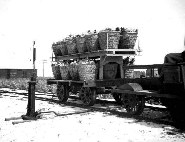 Pineapples in transport - Volusia County, Florida (191-)