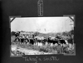 Barrels of turpentine rosin on an ox-drawn cart