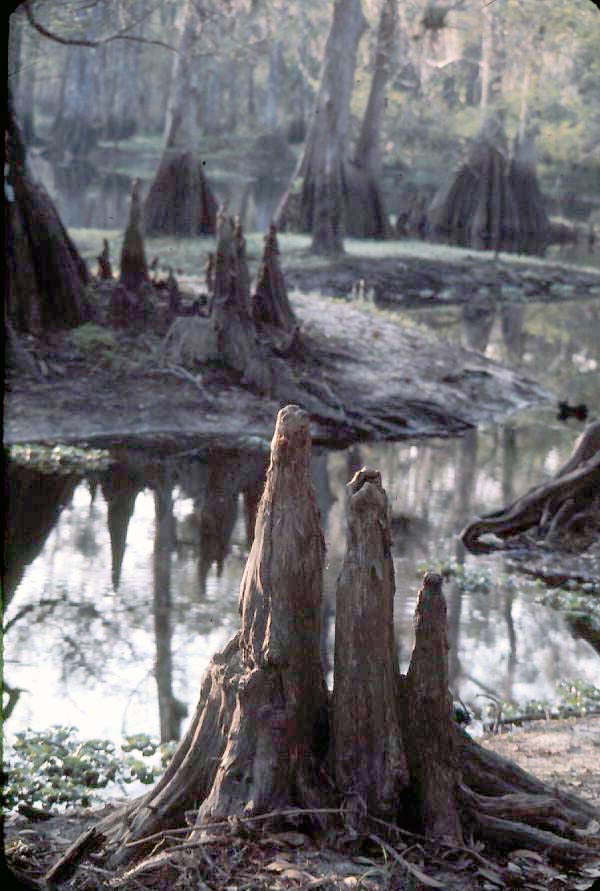 Cypress trees and knees at Fisheating Creek in Glades County (circa 1980s).