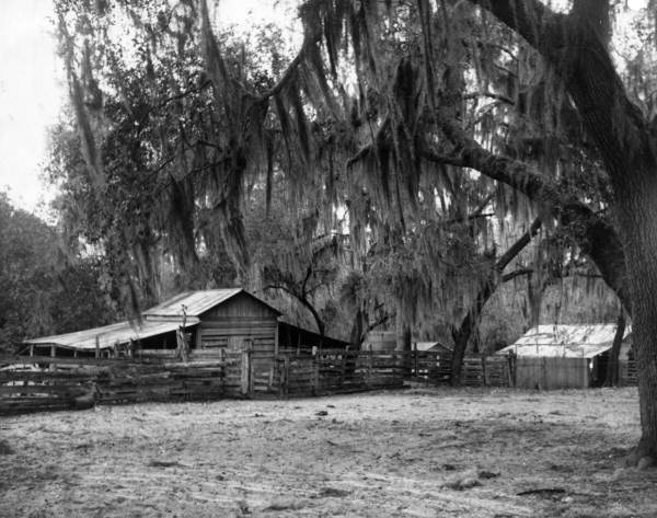 Barn near Salt Springs used in the production of the film adaptation of Marjorie Kinnan Rawlings' The Yearling (circa 1940).