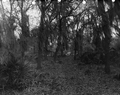 Automobile near a home in the woods