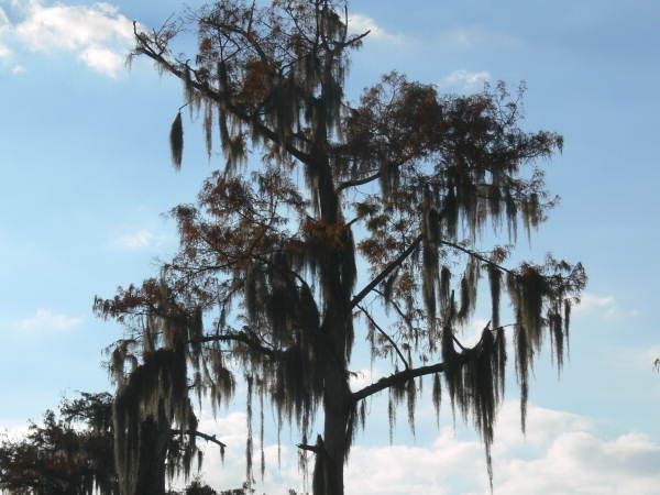 A cypress tree draped in Spanish moss at Edward Ball Wakulla Springs State Park (2007).