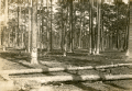 Pine trees along the Gulf, Florida & Alabama Railway Company line being tapped for turpentine.