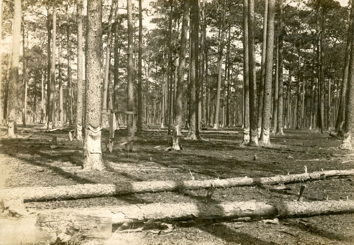 Pine trees along the Gulf, Florida & Alabama Railway Company line being tapped for turpentine.