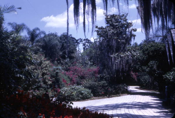 Every bend in the path brought a new burst of floral color at Cypress Gardens (1967).