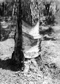 Pine showing cut for turpentine, near Fort Meade :