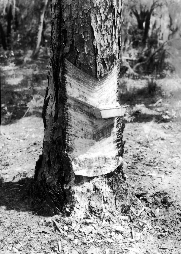 Pine showing cut for turpentine, near Fort Meade :