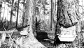 Gum catchers on pine trees near Tallahassee