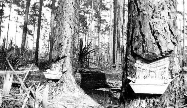 Gum catchers on pine trees near Tallahassee