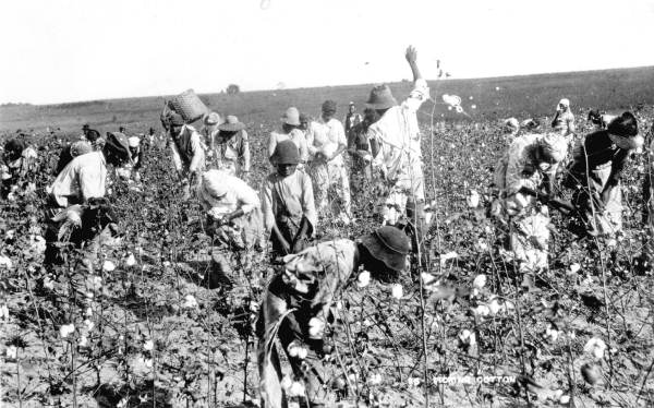 Laborers in the fields picking cotton - Jefferson County, Florida