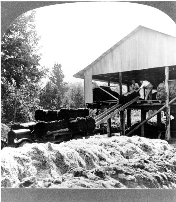 Bales of ginned moss being loaded onto a truck (1928).