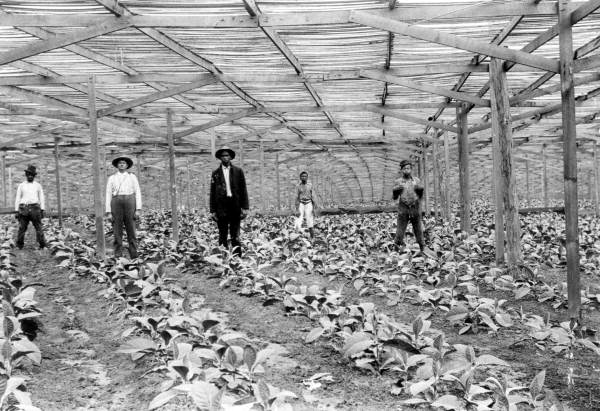 Tobacco growers stand with newly planted crop under slat-shade house in Quincy, ca. 1900