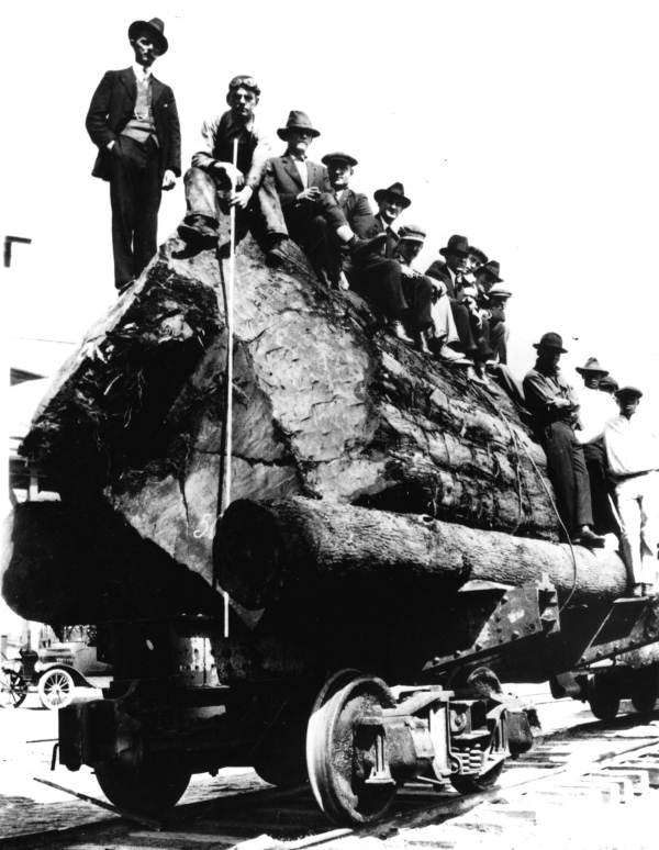 Men sitting on a particularly large cypress log transported by train to the Burton-Swartz Lumber Company mill in Perry (1926).