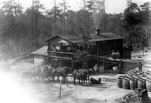 Delivering barrels of gum to turpentine still No.37 - Escambia County, Florida