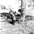 A worker cutting pine for turpentine