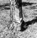 Pine showing cut and pot for catching the flow of turpentine