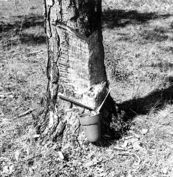 Pine showing cut and pot for catching the flow of turpentine