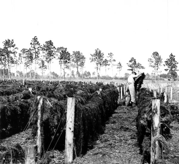 Spanish moss drying on racks - similar to the situation that led to the Great Jacksonville Fire (photo 1946).