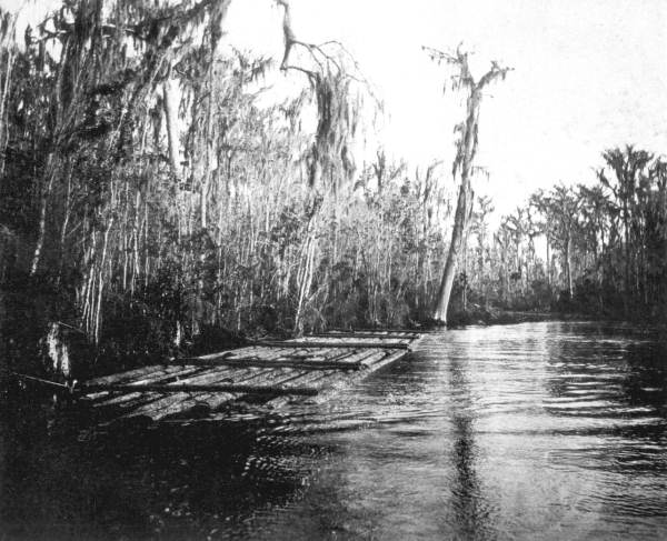 Raft of cypress logs on the Oklawaha River (1892). The raft manned by the Broward brothers would have been similar.