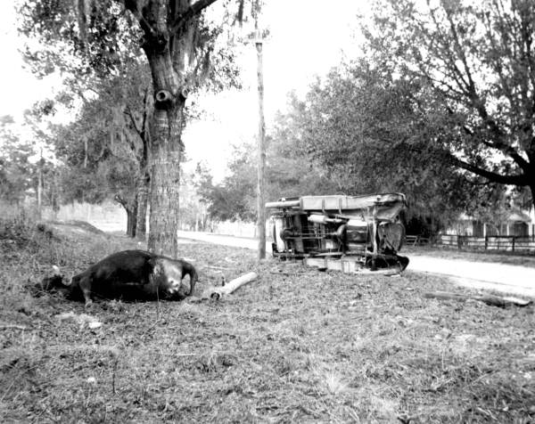 An automobile accident involving a cow in Volusia County (circa 1920s).