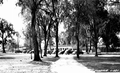 Lewis Plantation restaurant and turpentine still- Brooksville, Florida