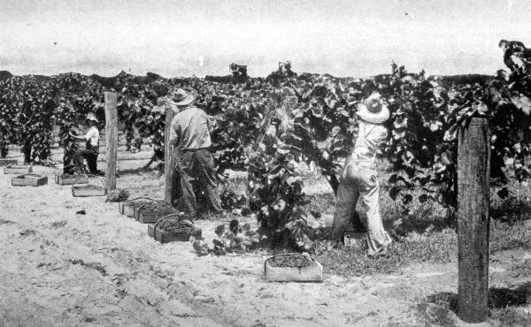 Grape harvesting at Montverde in Lake County, Florida (circa 1920).