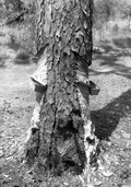 Pine showing cut for turpentine, near Fort Meade :