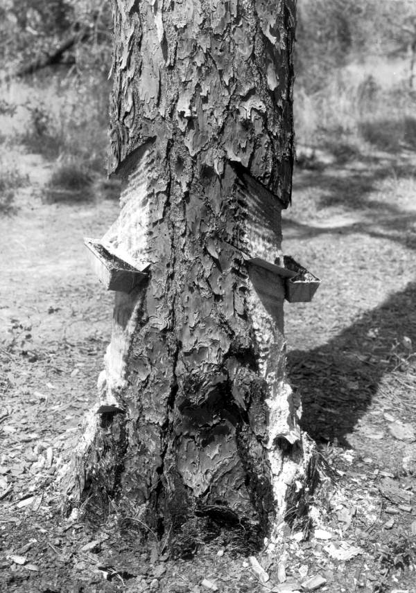 Pine showing cut for turpentine, near Fort Meade :