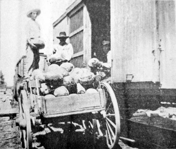 Men loading watermelons into a car on the Live Oak, Perry & Gulf Railroad in Suwannee County (ca. 1914).