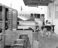Air transportation of cattle by Pan Am.