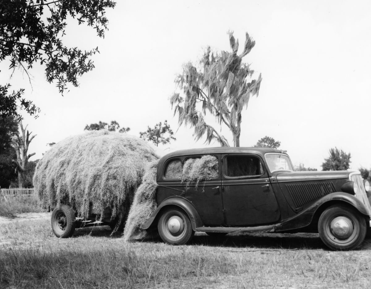 Spanish moss arriving at the Leesburg Moss Yard in a Ford sedan. Moss gathering was one way to earn a little extra cash back in the days when the moss industry was in full swing (photo 1946).