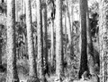Suwannee River pine - Dixie/Taylor County, Florida