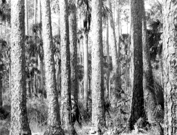 Suwannee River pine - Dixie/Taylor County, Florida