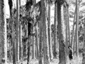 Suwannee River pine - Dixie/Taylor County, Florida
