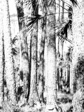 Suwannee River pine - Dixie/Taylor County, Florida