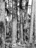 Suwannee River pine - Dixie/Taylor County, Florida