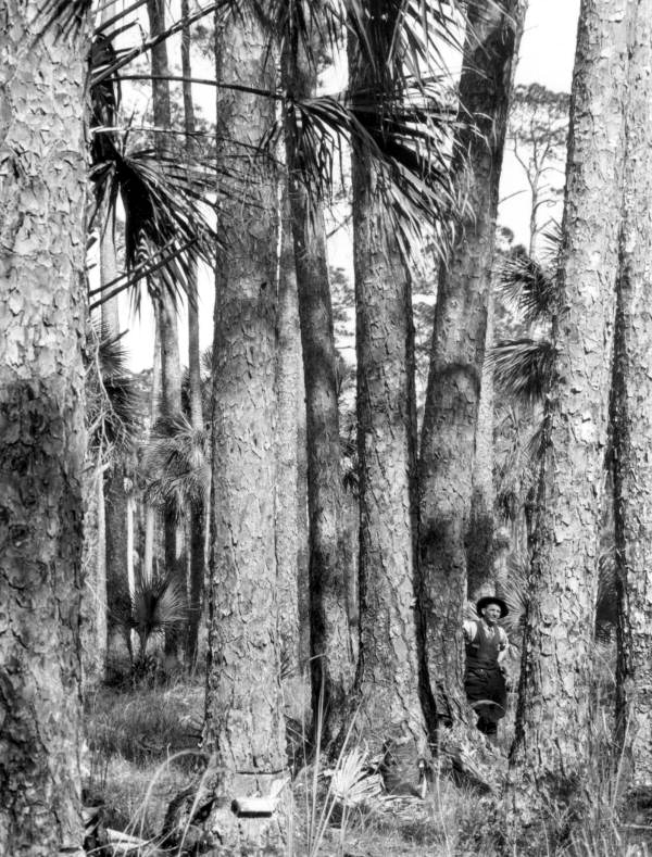 Suwannee River pine - Dixie/Taylor County, Florida