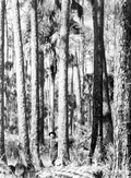 Suwannee River pine - Dixie/Taylor County, Florida
