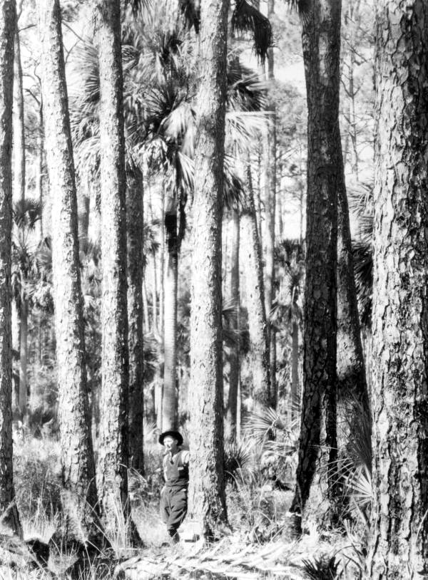 Suwannee River pine - Dixie/Taylor County, Florida