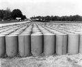 Barrels of turpentine at storage yard of Boynton's still, near Tallahassee
