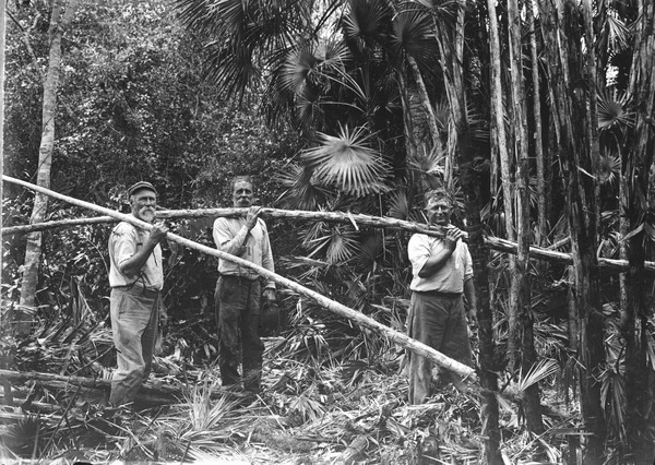 Plant collectors carrying Paurotis wrightii, April 1916