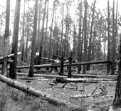 Summer wind damage and effects of fire on turpentine timber.