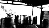 Rosin in barrels ready for shipping