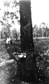 Collecting gum from pine tree for turpentine