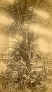 Coconut palm in the formal garden of the J.E. Robinson family.