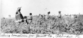 Picking tomatoes for Gaunt Company - Ochopee, Florida