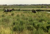 Ranchers on horseback following cattle.