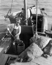 Apalachicola Fish and Oyster Company worker shoveling oysters into sack - Apalachicola, Florida.